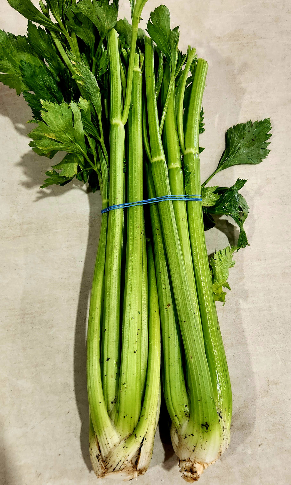 Celery Fusilier Family Farms