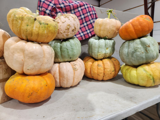 Cinderella/stacker pumpkin